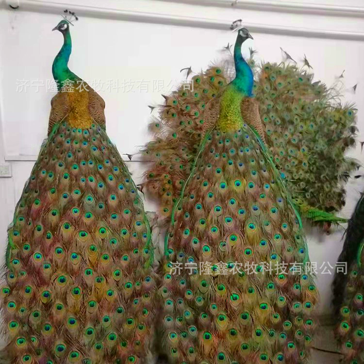 Декоративный образец павлина в гостиной