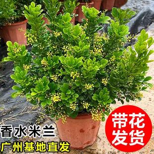 Perfume Milan Flower Potted Plant with Buds, Old Stump Sapling, Flower and Green Plant, Indoor Balcony, Blooming in All Seasons, Mosquito Repellent Plant