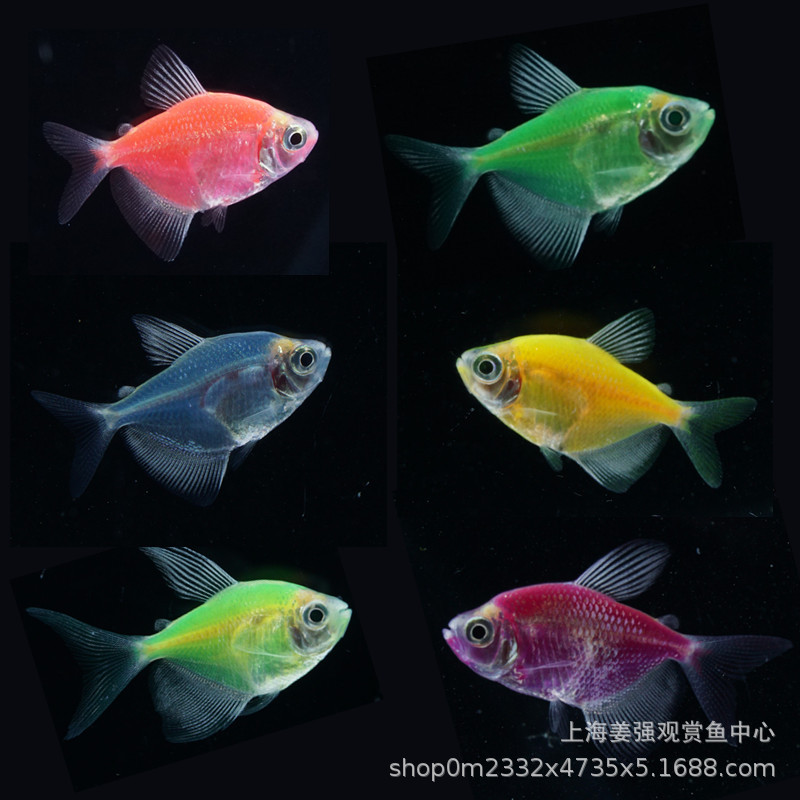 七彩天使鱼混色天使鱼小型热带鱼观赏好养耐活淡水草缸小型群游鱼