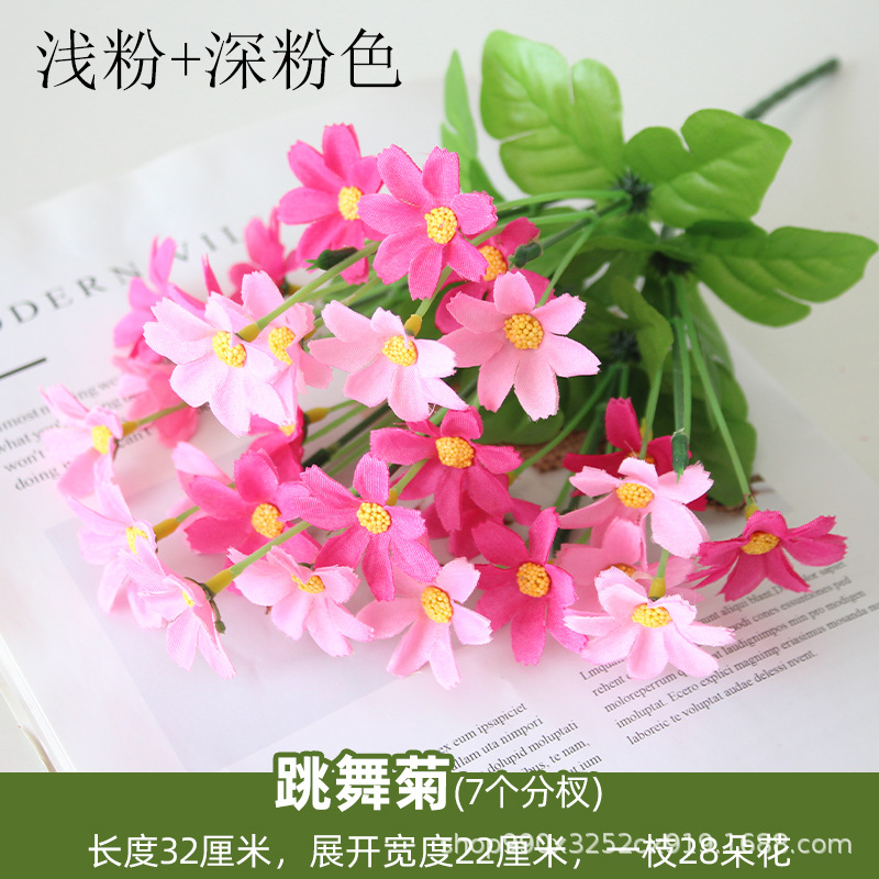 Dancing crisantemo rosa claro + Rosa profundo