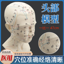 头部针灸经络穴位模型四功能腧穴头部按摩模型头针灸穴位模型头