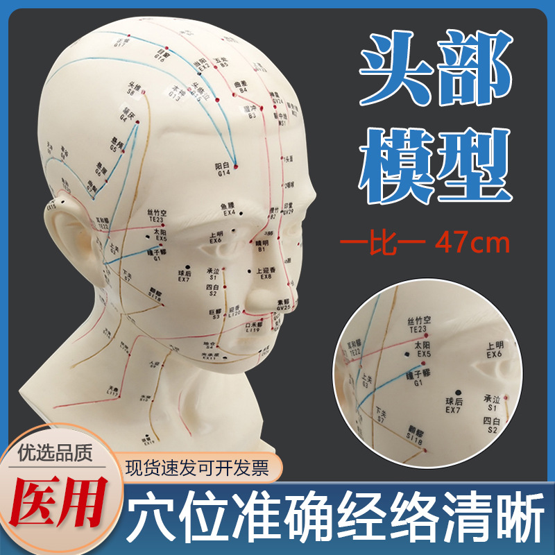 头部针灸经络穴位模型四功能腧穴头部按摩模型头针灸穴位模型头