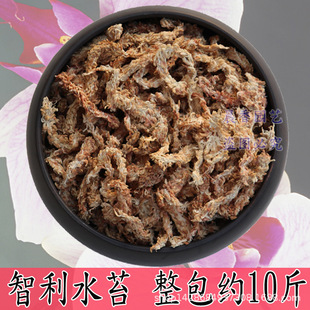 Chile water Moss five star Caterpillar red grass dry water Moss Phalaenopsis orchid soil insect-eating plant tortoise hibernation