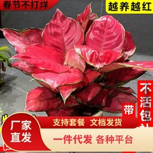 һ�����l�����t���ԾGֲ�҃�����ʺ�͏d��������ȩ�ļ����B����