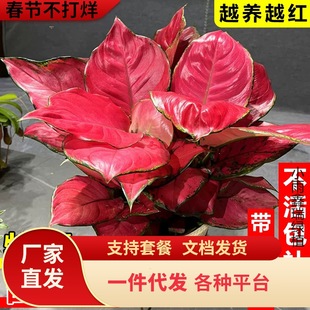 һ�����l�����t���ԾGֲ�҃�����ʺ�͏d��������ȩ�ļ����B����