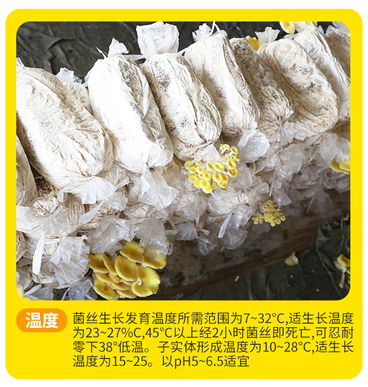 榆黄菇菌种---榆黄菇菌包菌棒6斤_12.jpg