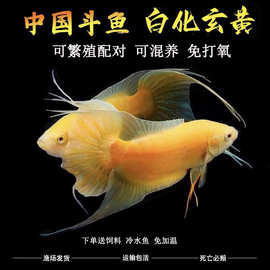 中国斗鱼黄金鱼玄黄淡水冷水鱼小型观赏鱼小金鱼免加温免打氧