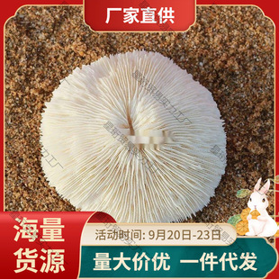 ��Ȼ��ɺ���A�ξջ�Ģ��ؐ���~���쾰�����b�Ʒ�[��ˮ������