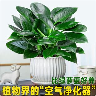 Golden Diamond Potted Green Radish Basket Indoor Plant Florals Hydroponic Green Plant Office Succulent Purifies the Air and Removes Formaldehyde