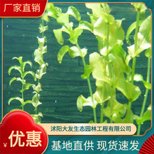 ֱˮֲﴩ~Ӳ˸~Ӳˮֲﻨ