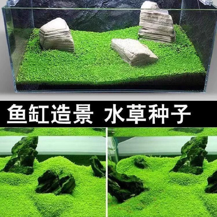 Водные семена травы экологическая стеклянная бутылка настоящие семена растений горшечный пакет гидропонное зеленое украшение растений Трава Аквариум Ландшафтный дизайн