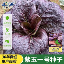 ���_�m���Ͳ˷N��С��˷N�Ѽt�Ϻ�������߲��ݲ˷N�＾�ļ��ѷN