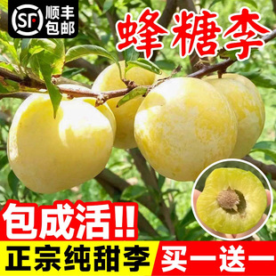 �������Ә����F�����A���Ĵ�Ó������Ʒ�N�S���μt�����Թ������