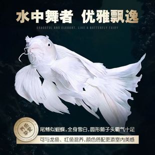 ��Ʒ�������~���F���Lβ���������~��ɫ�^�p�~�鼆�����\����β��