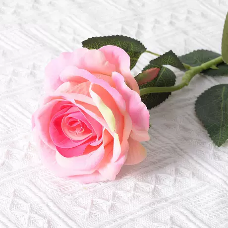Large velvet rose champagne powder