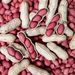 季節の新商品は殻付きの四粒の赤い落花生の農家が自然に新鮮な落花生の果物を生産します。