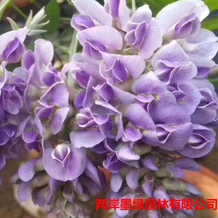 Base Wholesale Vine Japanese Multi-Flower Wisteria Saplings Amethyst Waterfall Wisteria Seedlings Wisteria Flower Seedlings Potted Ground Planting
