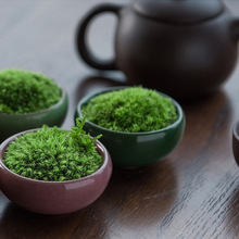 喷水就活青苔办公桌面小盆栽苔藓微景观生态瓶迷你植物微盆景绿植