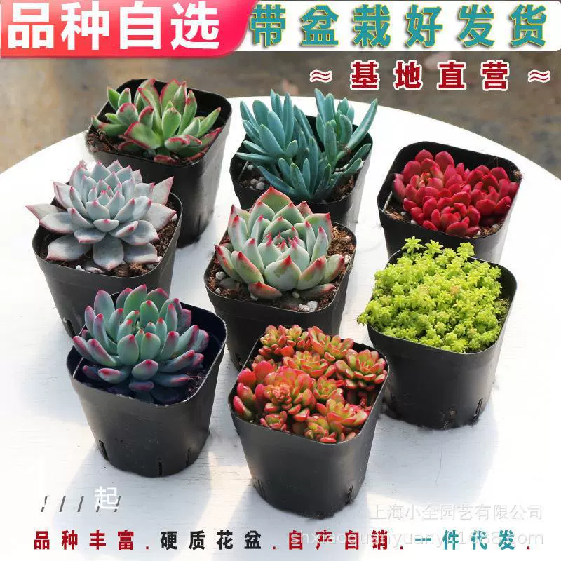 q多肉植物批发肉肉盆栽花卉小黑方多肉礼品整箱批发带盆栽好发货