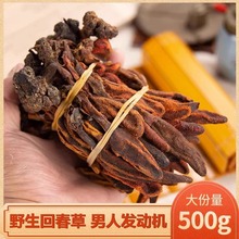 回春草野生云南无硫新鲜不老草顶天柱500g男性泡水酒中药材正宗