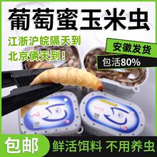 �����x�������x��̖���x��Ϟ�����x���w�~�D���ۮ�ü�Bʳ��ϰ��]