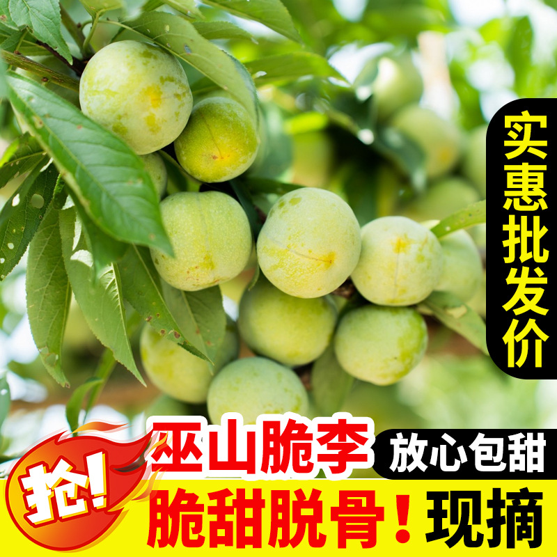 Authentic Wushan QuChi Crisp Plum Family Pack Medium Fruit Seedless Green Crisp Plum Fresh Seasonal