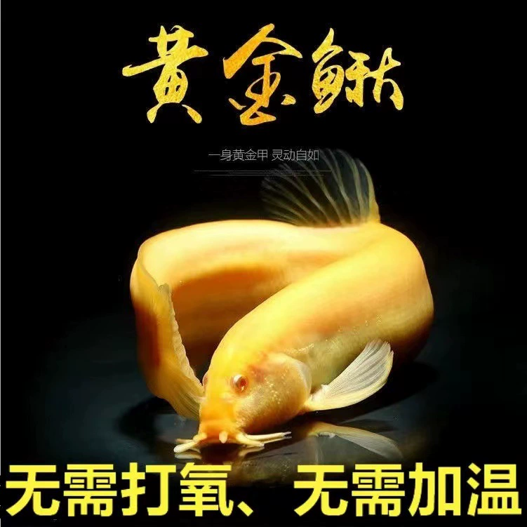 Аквариумные мальки рыбы золотые сороки маленький золотой дракон голец живой холодной пресной воды очищает рыбу