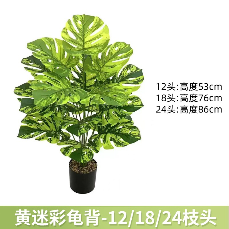 黄迷彩龟背 / 12叶高约63cm【不带黑盆】