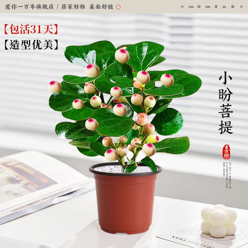 【지혜의 나무】열매가 있는 A급