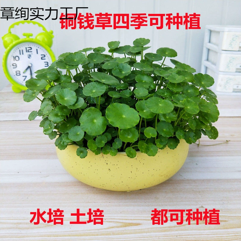 Медная трава комнатные горшечные цветы