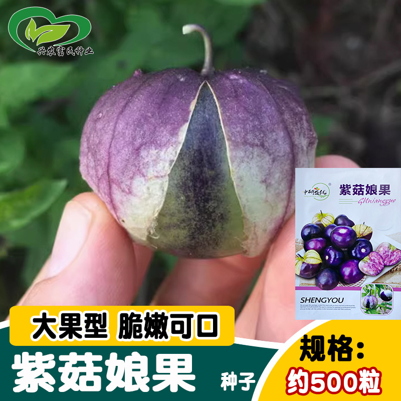 研优紫姑娘果种子 四季紫黑紫菇娘大果灯笼果种籽 菜园阳台盆栽孑