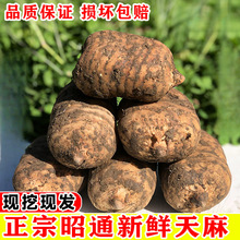 云南昭通新鲜天麻野生小草坝乌天麻材正非贵州干