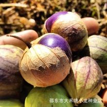 ��ʹ�����N�Ӵ��������������N��ˮ���N��ԭ�b�߲˷N�Ӵ�ȫ