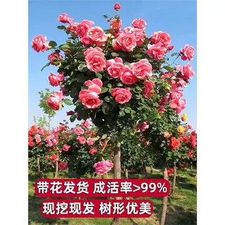 棒棒糖树桩月季花苗特大花朵花卉植物庭院四季开玫瑰带花树状月季
