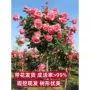 植物庭院特大四季棒棒糖