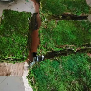 Micro-Landscape Dyed Large Gray Moss Plant Background Wall Immortal Moss Landscape Viewing Material Manufacturer Direct