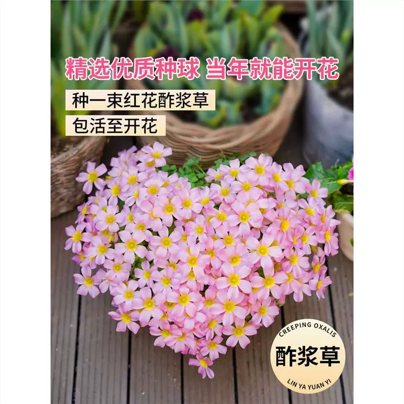 Carthamus Oxalis семена мякоть семена травы хорошо фиолетовые листья жареная мякоть семена травы Four Seasons открытые цветы горшечные зеленые растения