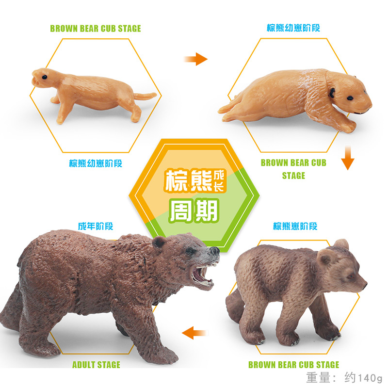 Simulación transfronteriza bosque animal oso pardo modelo de ciclo de crecimiento cognición infantil oso pardo proceso de transformación de crecimiento adornos