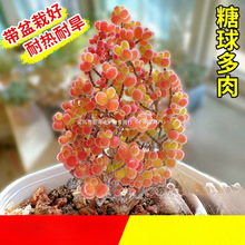 ���ӻ������F�Gֲ�����B��Ʒ�N����ֲ���ϡ��С����֦�Ɏ����Ժ�