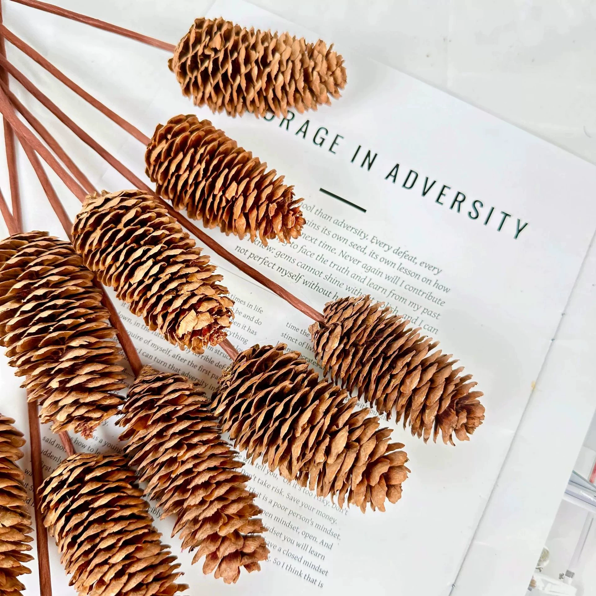 Сосновая ель одноветвная сосновая башня