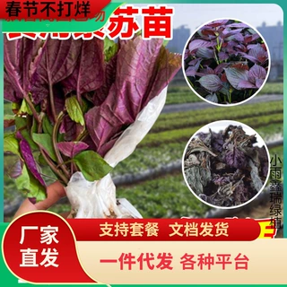 一件代发紫苏苗可食用紫苏籽蔬菜苗大叶盆栽阳台树种植菜种子四季
