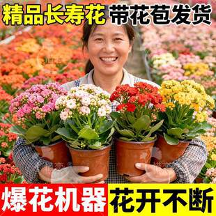 �L�ۻ������ذ�󻨎����������ͺ��ļ����B�҃��_��ֲ������Gֲ