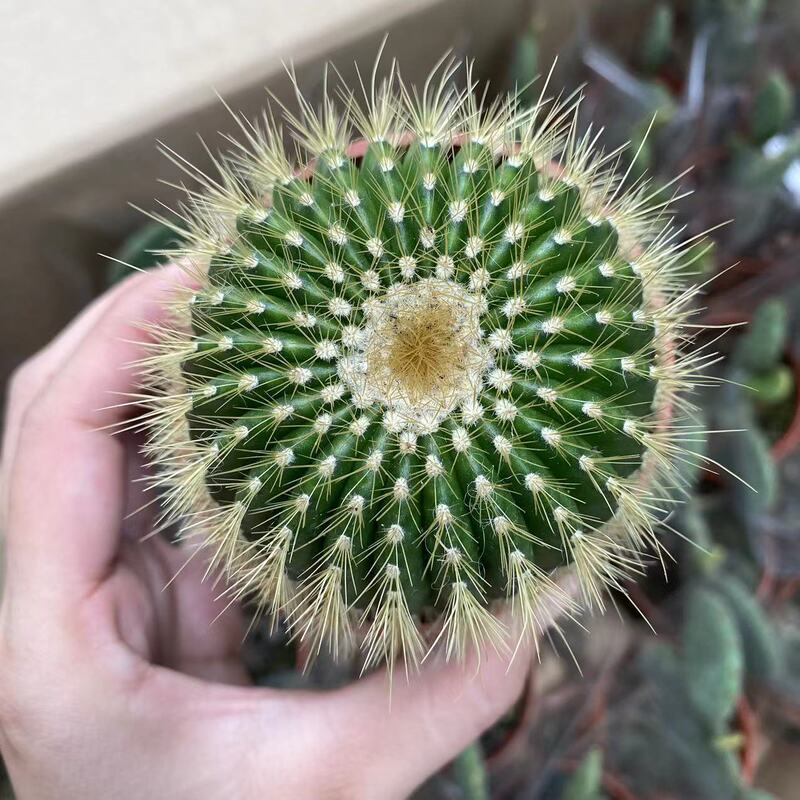 大仙人球コレクション、鉢植えの開花仙人掌、多肉植物、星兜瑞昌玉、玉龍鳳玉、玉翁|undefined