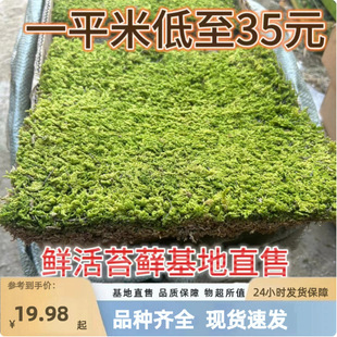 Fresh Moss, Large Gray Moss, White Hair Moss, Star Moss, Micro-Landscape, Short Velvet Moss Plant, Japanese Garden Moss Turf