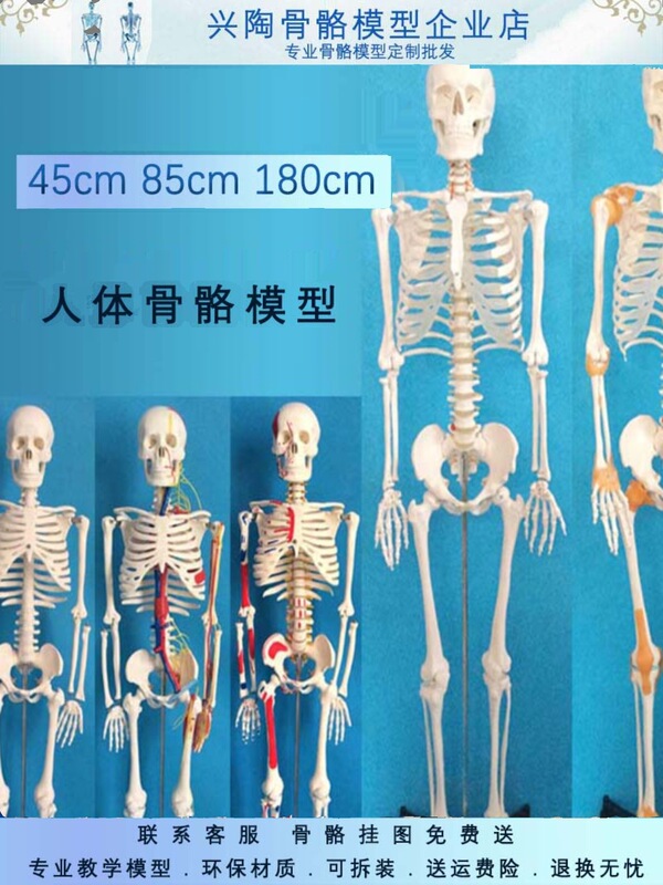 45170cm Human Skeleton Model Art Yoga Teaching Small White Skeleton Whole Spine Skeleton Activity Disassembly