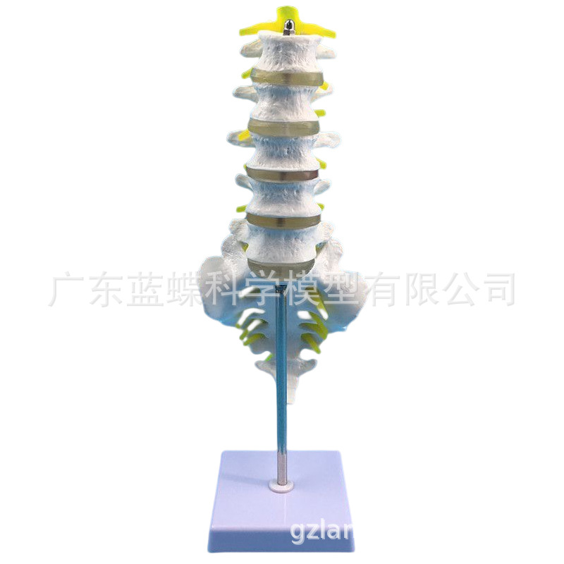 ���弹��ģ�ͼ�׵����׵ģ�� ��׵�ṹ��׵���� �ؽ�ģ�߲�����׵