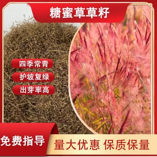 Sand-proof and soil-fixing molasses grass seed engineering drought-resistant acid-resistant slope greening grass seed long flowering period heat-resistant lawn grass seed