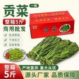 现成食品贡菜干货5斤商用工厂源头货无叶贡菜干火锅涮菜苔干菜