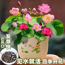 7天发芽碗莲种四季好种水培绿植睡莲荷花无土好养盆栽花卉厂包邮