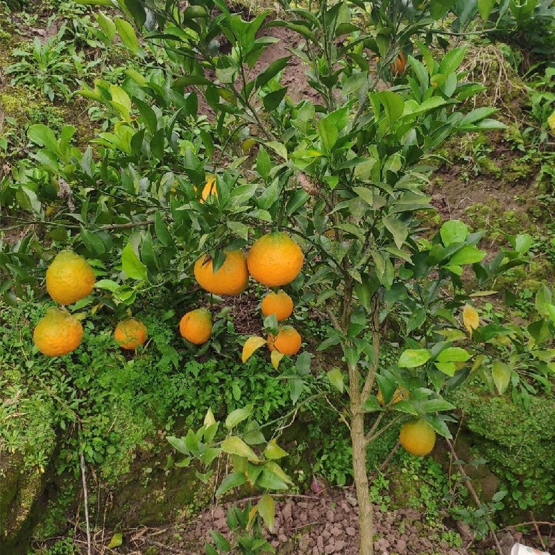 春见耙耙柑树苗嫁接四川粑粑柑桔盆栽地栽苗木趴趴柑橘苗果树果苗